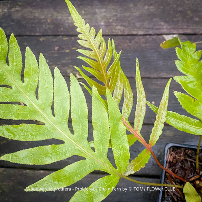 Woodwardia prolifera fern showing its lush, finely divided foliage and arching fronds for sale at TOMs FLOWer CLUB, Switzerland.