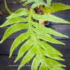 Leaf detail of Woodwardia prolifera fern showing its lush, finely divided foliage and arching fronds for sale at TOMs FLOWer CLUB, Switzerland.