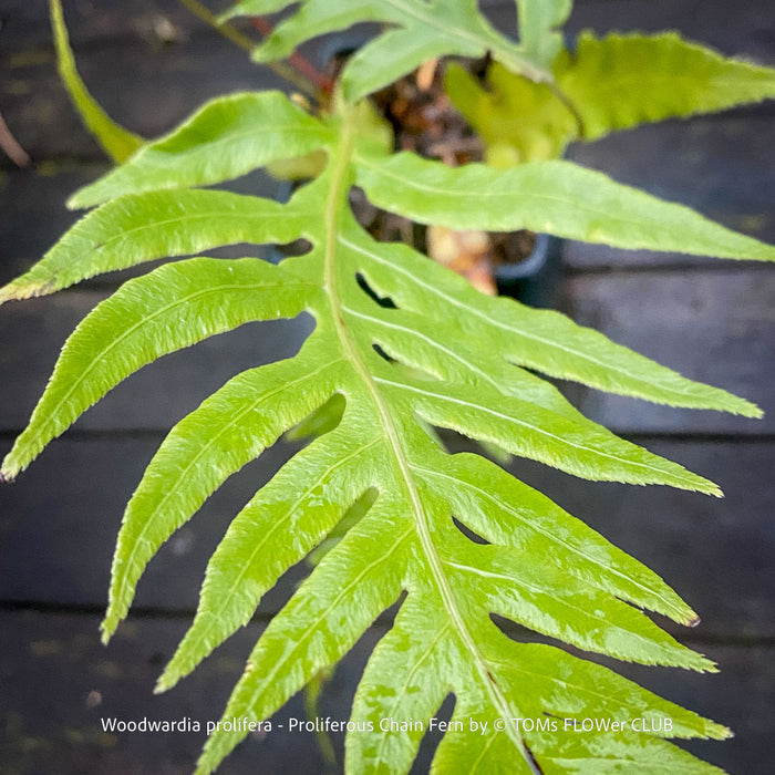 Leaf detail of Woodwardia prolifera fern showing its lush, finely divided foliage and arching fronds for sale at TOMs FLOWer CLUB, Switzerland.