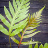 redish leaf detail of Woodwardia prolifera fern showing its lush, finely divided foliage and arching fronds for sale at TOMs FLOWer CLUB, Switzerland.