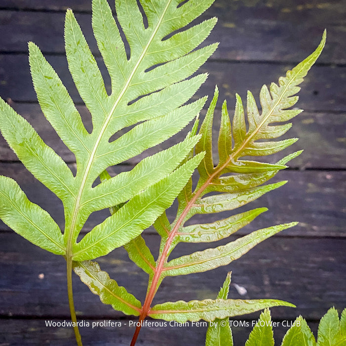 redish leaf detail of Woodwardia prolifera fern showing its lush, finely divided foliage and arching fronds for sale at TOMs FLOWer CLUB, Switzerland.