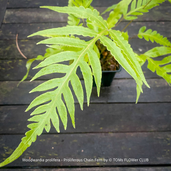 Woodwardia prolifera fern showing its lush, finely divided foliage and arching fronds for sale at TOMs FLOWer CLUB, Switzerland.