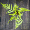 Stunning Woodwardia prolifera fern showing its lush, finely divided foliage and arching fronds for sale at TOMs FLOWer CLUB, Switzerland.