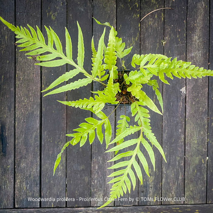 Stunning Woodwardia prolifera fern showing its lush, finely divided foliage and arching fronds for sale at TOMs FLOWer CLUB, Switzerland.