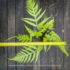 A live plant of Woodwardia prolifera, also known as proliferous chain fern, displayed on a dark wooden plank background with a yellow tape measure laid horizontally to show its width. The text 'Woodwardia prolifera - Proliferous Chain Fern by TOMs FLOWER CLUB' is visible at the bottom.