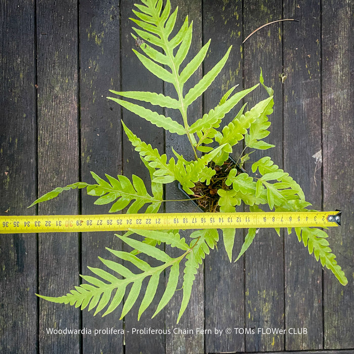 A live plant of Woodwardia prolifera, also known as proliferous chain fern, displayed on a dark wooden plank background with a yellow tape measure laid horizontally to show its width. The text 'Woodwardia prolifera - Proliferous Chain Fern by TOMs FLOWER CLUB' is visible at the bottom.