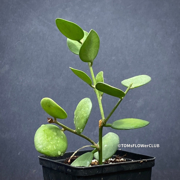 succulent coin plant Xerosicyos Danguyi Silver Dollar Vine, 4" Plant