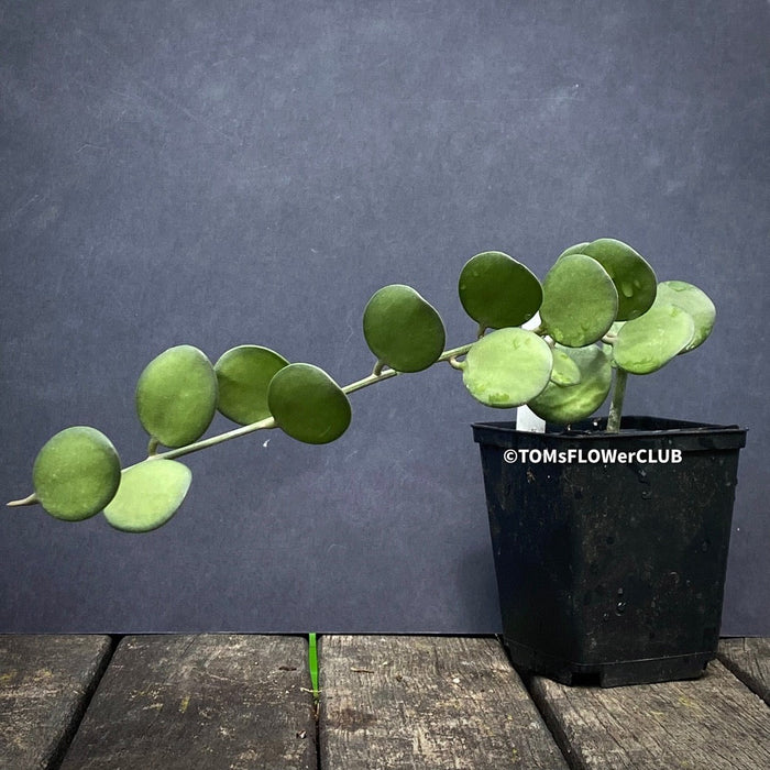 dollar succulent plant Xerosicyos Danguyi | organically grown succulent plants