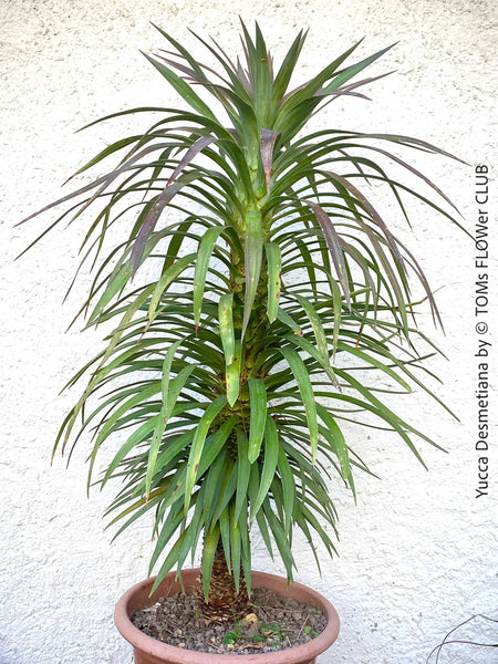 Yucca Desmetiana, organically grown succulent plants for sale at TOMs FLOWer CLUB.