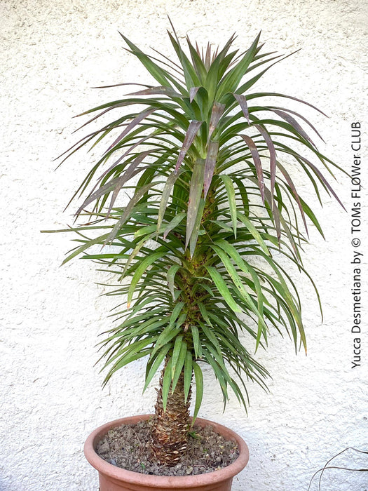 Yucca Desmetiana