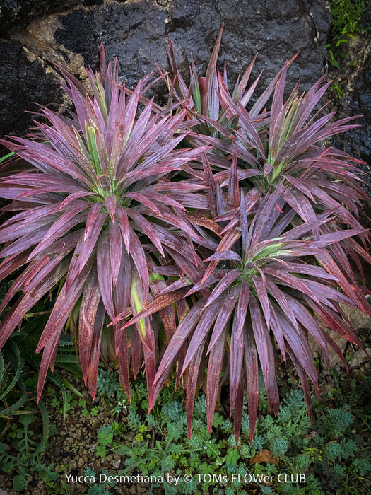 Yucca Desmetiana, organically grown succulent plants for sale at TOMs FLOWer CLUB.