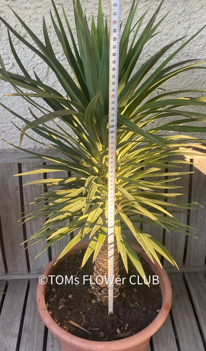 Yucca Desmetiana, organically grown succulent plants for sale at TOMs FLOWer CLUB.