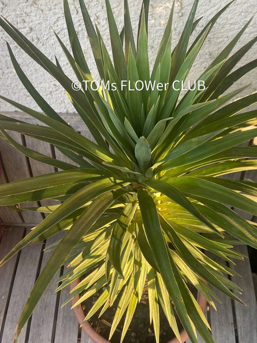 Yucca Desmetiana, organically grown succulent plants for sale at TOMs FLOWer CLUB.