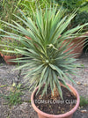 Yucca Desmetiana, organically grown succulent plants for sale at TOMs FLOWer CLUB.