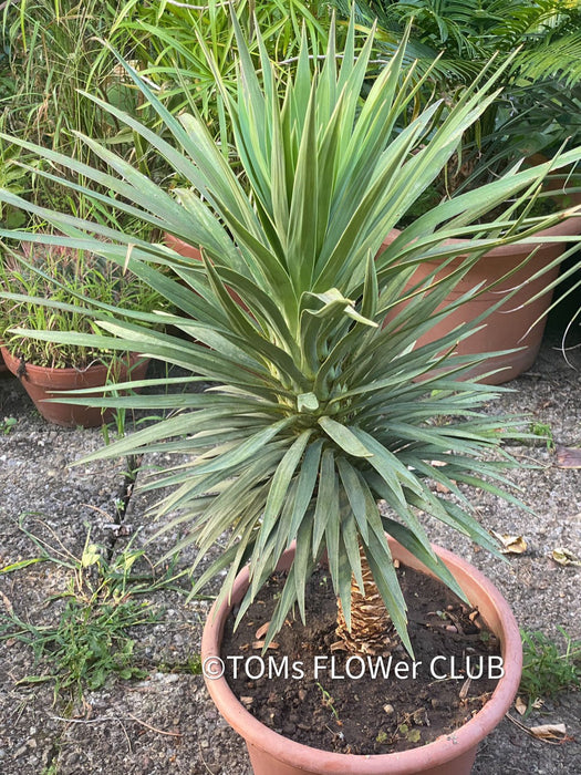 Yucca Desmetiana, organically grown succulent plants for sale at TOMs FLOWer CLUB.