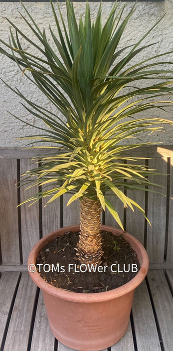 Yucca Desmetiana, organically grown succulent plants for sale at TOMs FLOWer CLUB.