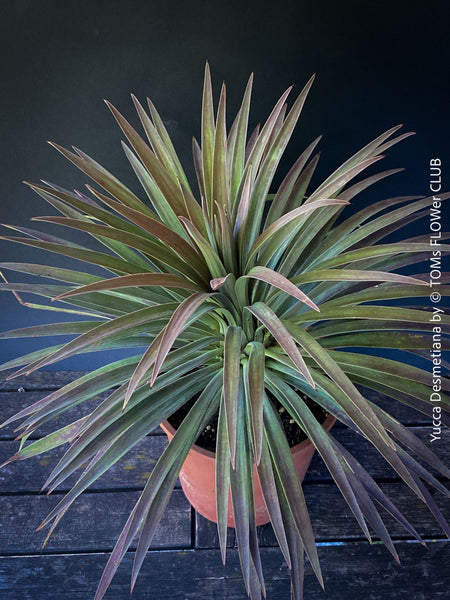 Yucca Desmetiana, organically grown succulent plants for sale at TOMs FLOWer CLUB.