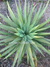 Yucca Desmetiana, organically grown succulent plants for sale at TOMs FLOWer CLUB.