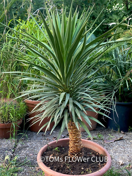 Yucca Desmetiana, organically grown succulent plants for sale at TOMs FLOWer CLUB.