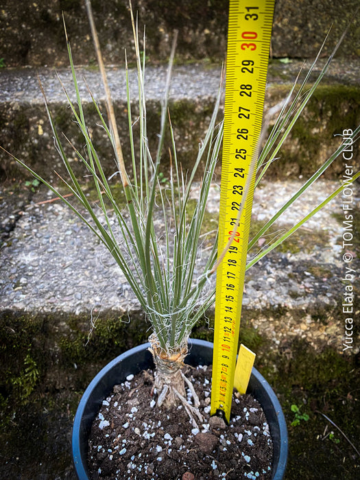 Yucca Elata, hardy succulents, hardy yucca, organically grown succulent plants for sale at TOMs FLOWer CLUB.