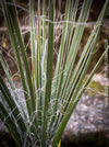 Yucca Elata, hardy succulents, hardy yucca, organically grown succulent plants for sale at TOMs FLOWer CLUB.