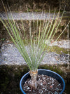 Yucca Elata, hardy succulents, hardy yucca, organically grown succulent plants for sale at TOMs FLOWer CLUB.