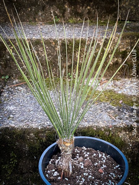 Yucca Elata, hardy succulents, hardy yucca, organically grown succulent plants for sale at TOMs FLOWer CLUB.