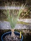 Yucca Elata, hardy succulents, hardy yucca, organically grown succulent plants for sale at TOMs FLOWer CLUB.