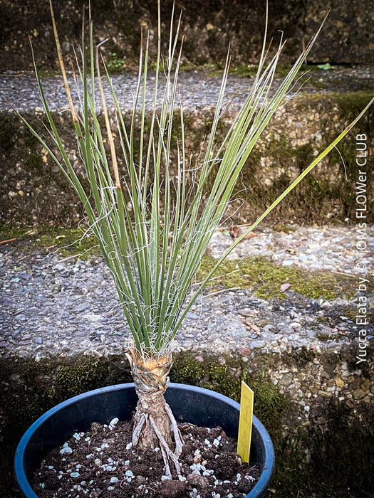 Yucca Elata, hardy succulents, hardy yucca, organically grown succulent plants for sale at TOMs FLOWer CLUB.