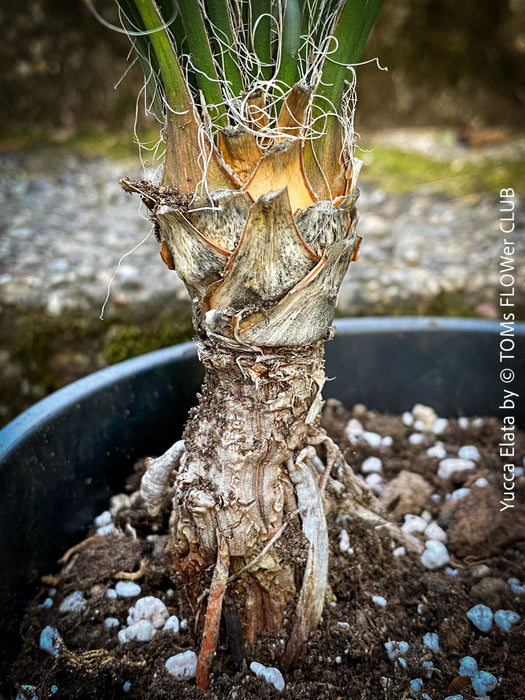 Yucca Elata, hardy succulents, hardy yucca, organically grown succulent plants for sale at TOMs FLOWer CLUB.