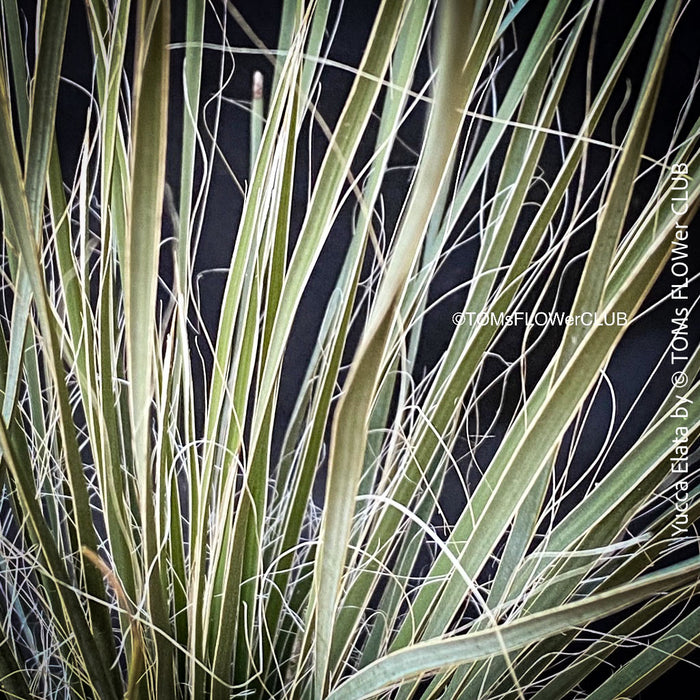 Yucca Elata, hardy succulents, hardy yucca, organically grown succulent plants for sale at TOMs FLOWer CLUB.