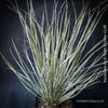 Yucca Elata, hardy succulents, hardy yucca, organically grown succulent plants for sale at TOMs FLOWer CLUB.