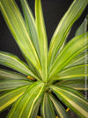 Yucca Elephantipes Aurea Variegata, organically grown succulent plants for sale at TOMs FLOWer CLUB.
