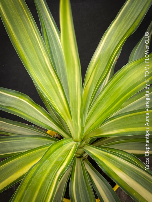 Yucca Elephantipes Aurea Variegata, organically grown succulent plants for sale at TOMs FLOWer CLUB.