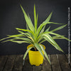 Mature Yucca Elephantipes Variegata, organically grown succulent plants for sale at TOMs FLOWer CLUB.