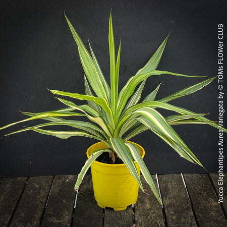 Mature Yucca Elephantipes Variegata, organically grown succulent plants for sale at TOMs FLOWer CLUB.