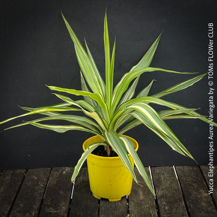 Mature Yucca Elephantipes Variegata, organically grown succulent plants for sale at TOMs FLOWer CLUB.