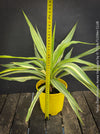 Yucca Elephantipes Variegata, organically grown succulent plants for sale at TOMs FLOWer CLUB.