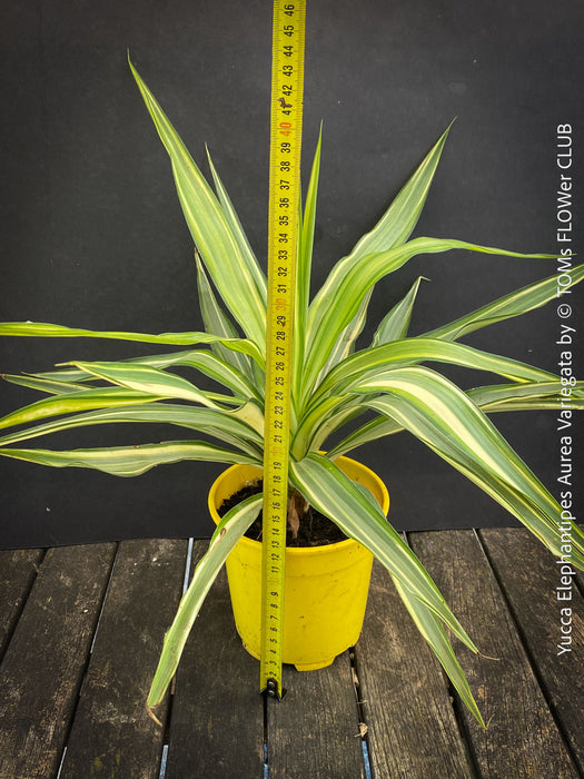 Yucca Elephantipes Variegata, organically grown succulent plants for sale at TOMs FLOWer CLUB.