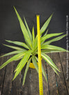 Yucca Elephantipes Variegata, organically grown succulent plants for sale at TOMs FLOWer CLUB.