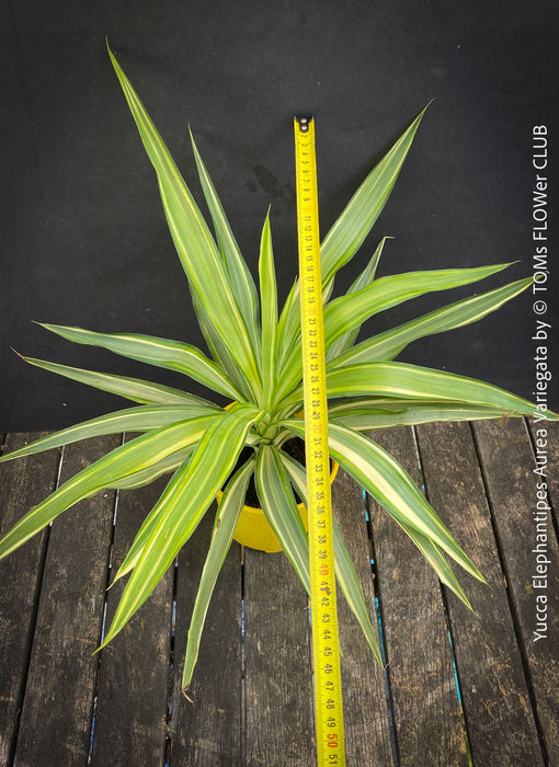 Yucca Elephantipes Variegata, organically grown succulent plants for sale at TOMs FLOWer CLUB.