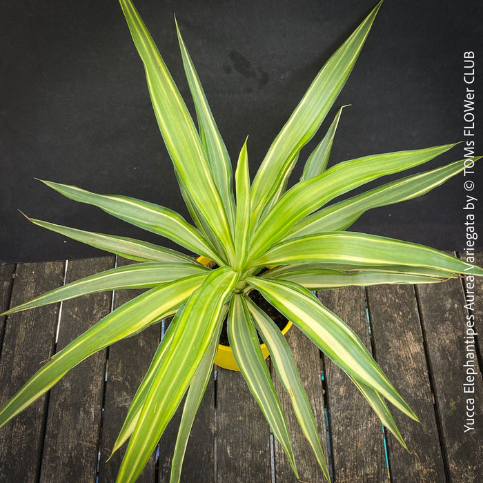 Leaf detail of Yucca Elephantipes Variegata, organically grown succulent plants for sale at TOMs FLOWer CLUB.