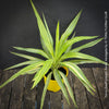 Yucca Elephantipes Variegata, organically grown succulent plants for sale at TOMs FLOWer CLUB.
