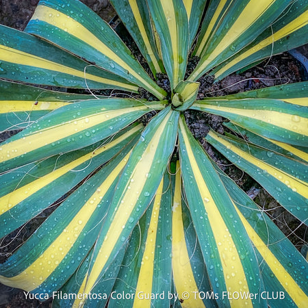 Yucca Filamentosa Color Guard, Adam’s Needle ‘Color Guard’, Variegated Yucca, organically grown succulent plants for sale at TOMs FLOWer CLUB, hardy yuccas, hardy succulents, low maintenance plants, winterharte Yuccas, winterharte Pflanzen. 