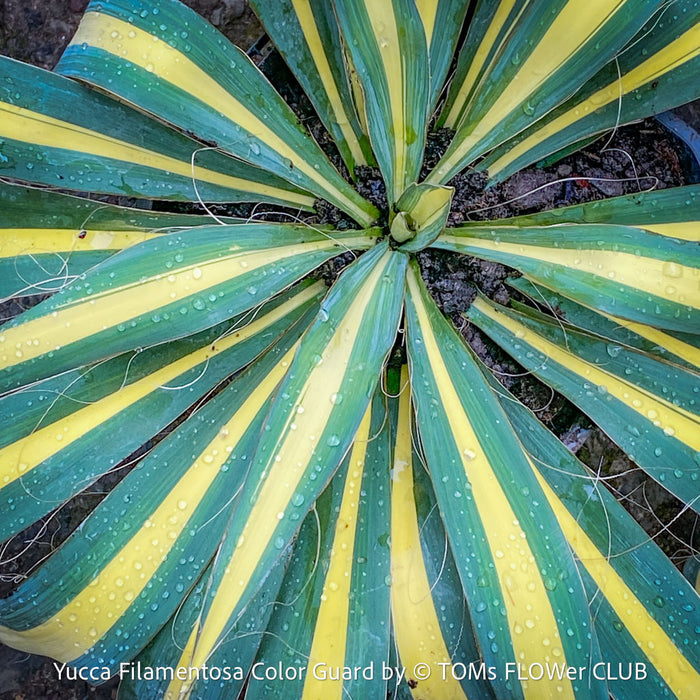 Yucca Filamentosa Color Guard, Adam’s Needle ‘Color Guard’, Variegated Yucca, organically grown succulent plants for sale at TOMs FLOWer CLUB, hardy yuccas, hardy succulents, low maintenance plants, winterharte Yuccas, winterharte Pflanzen. 