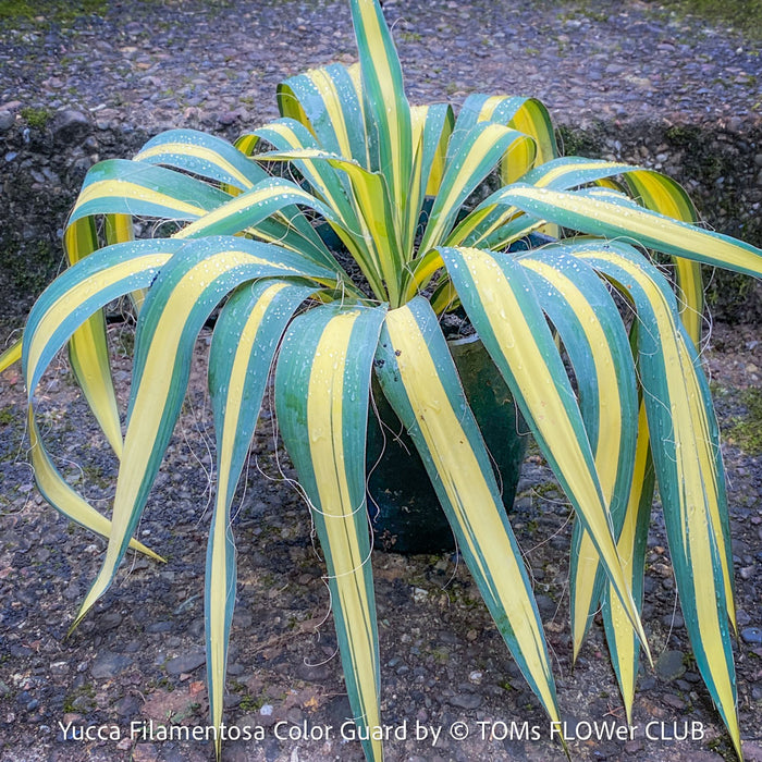 Yucca Filamentosa Color Guard, Adam’s Needle ‘Color Guard’, Variegated Yucca, organically grown succulent plants for sale at TOMs FLOWer CLUB, hardy yuccas, hardy succulents, low maintenance plants, winterharte Yuccas, winterharte Pflanzen. 