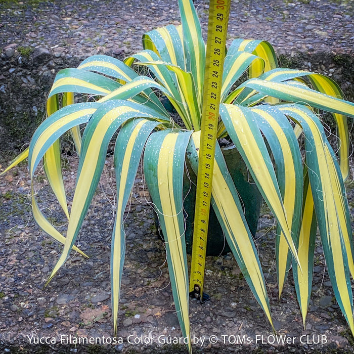 Yucca Filamentosa Color Guard, Adam’s Needle ‘Color Guard’, Variegated Yucca, organically grown succulent plants for sale at TOMs FLOWer CLUB, hardy yuccas, hardy succulents, low maintenance plants, winterharte Yuccas, winterharte Pflanzen. 
