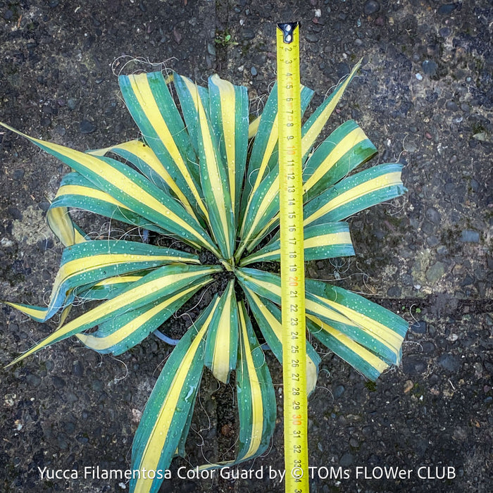 Yucca Filamentosa Color Guard, Adam’s Needle ‘Color Guard’, Variegated Yucca, organically grown succulent plants for sale at TOMs FLOWer CLUB, hardy yuccas, hardy succulents, low maintenance plants, winterharte Yuccas, winterharte Pflanzen. 