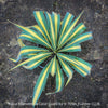 Yucca Filamentosa Color Guard, Adam’s Needle ‘Color Guard’, Variegated Yucca, organically grown succulent plants for sale at TOMs FLOWer CLUB, hardy yuccas, hardy succulents, low maintenance plants, winterharte Yuccas, winterharte Pflanzen. 