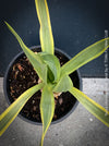 Yucca Gloriosa Citrus Twist, organically grown succulent plants for sale at TOMs FLOWer CLUB, Variegata, variegates plants, hardy yuccas, hardy succulents, winterharte Yuccas, winterharte pflanzen. 